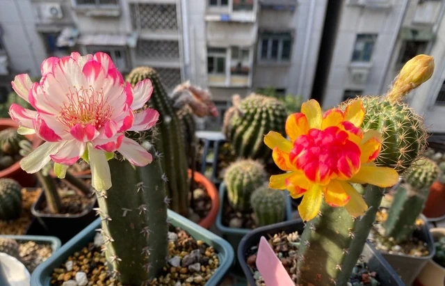 奶奶對我說臥室別養5類花,仔細想想,不是迷信,而是真的有道理