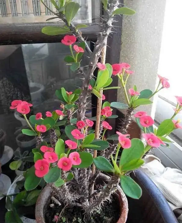 奶奶對我說臥室別養5類花,仔細想想,不是迷信,而是真的有道理