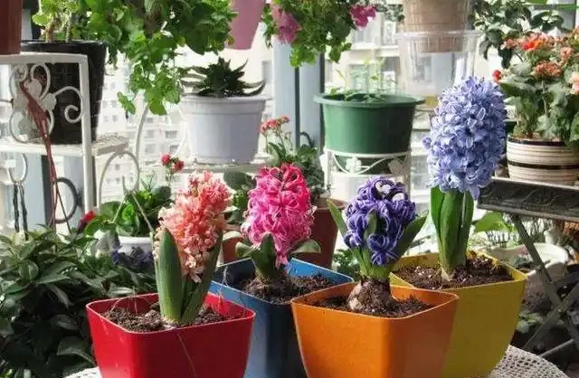 奶奶對我說臥室別養5類花,仔細想想,不是迷信,而是真的有道理