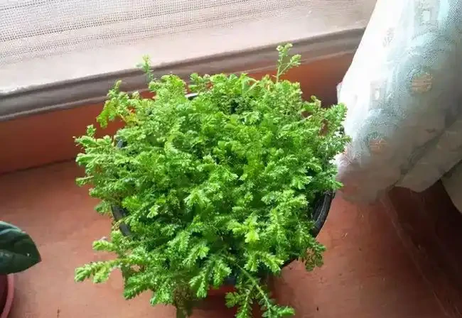 奶奶對我說臥室別養5類花，仔細想想，不是迷信，而是真的有道理