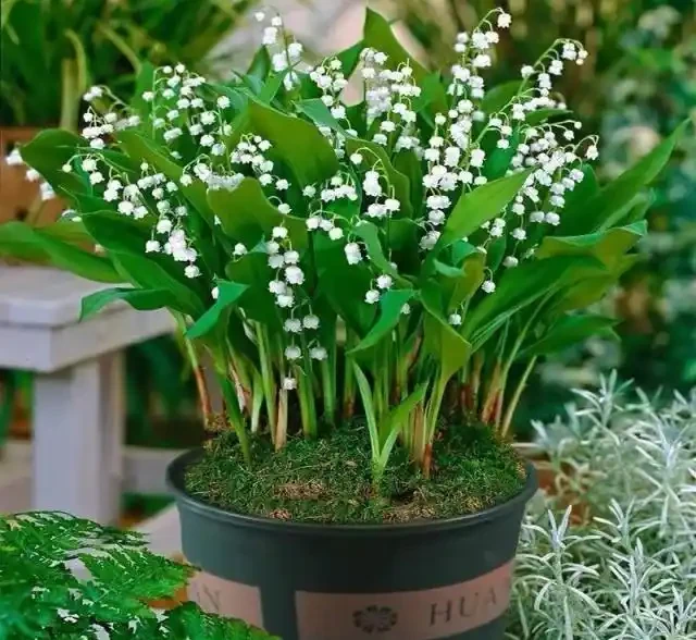 奶奶對我說臥室別養5類花,仔細想想,不是迷信,而是真的有道理