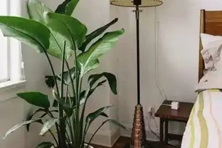 奶奶對我說臥室別養5類花，仔細想想，不是迷信，而是真的有道理