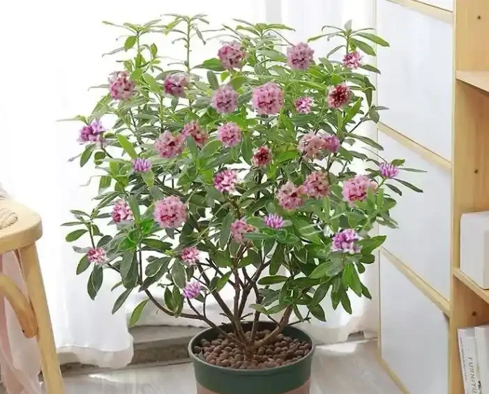 金邊瑞香有「3怕」,秋冬季節養護,花友需要多個心眼