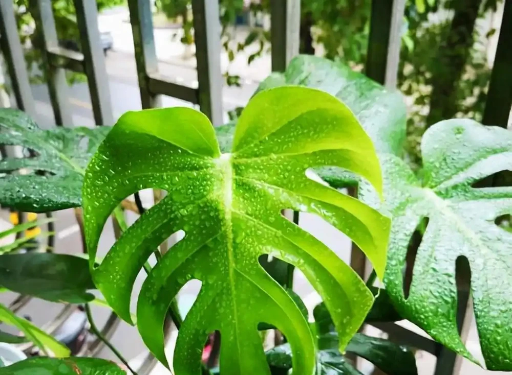 龜背芋有「三怕」，日常養護需避開，冠幅增一倍，養成盆景小老樁