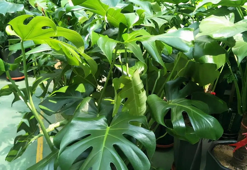 龜背芋有「三怕」，日常養護需避開，冠幅增一倍，養成盆景小老樁