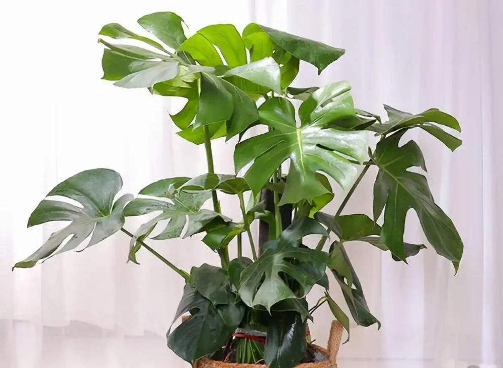 龜背芋有「三怕」，日常養護需避開，冠幅增一倍，養成盆景小老樁