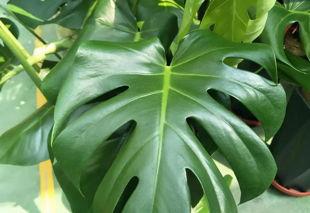 龜背芋有「三怕」，日常養護需避開，冠幅增一倍，養成盆景小老樁