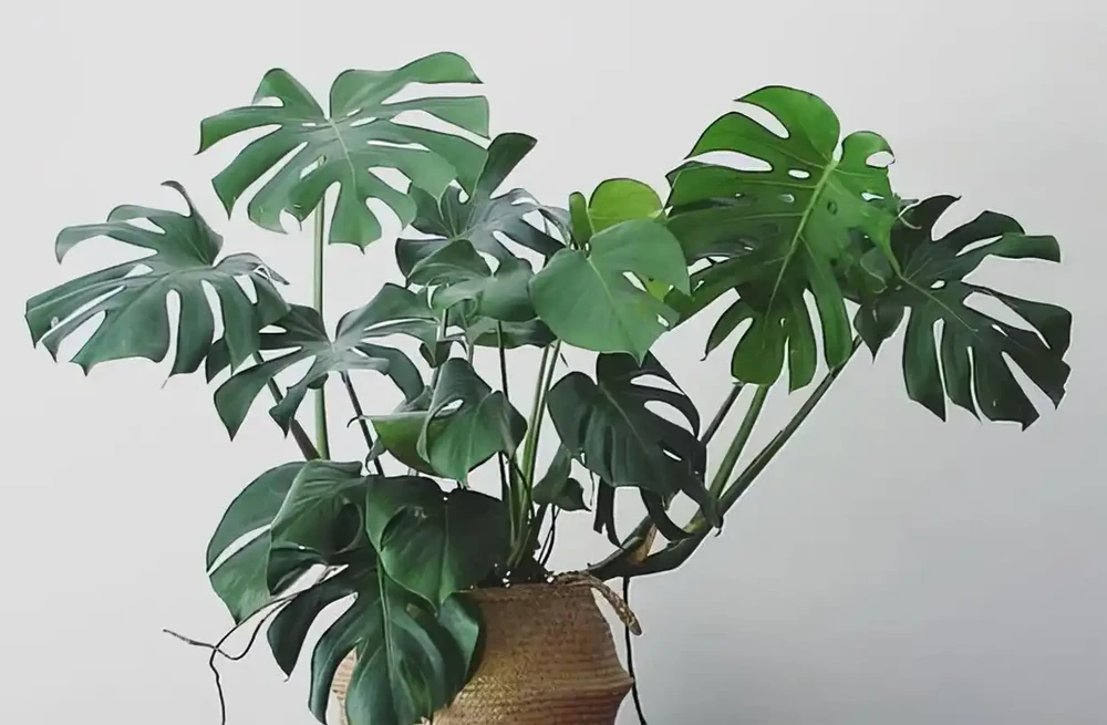 龜背芋有「三怕」，日常養護需避開，冠幅增一倍，養成盆景小老樁