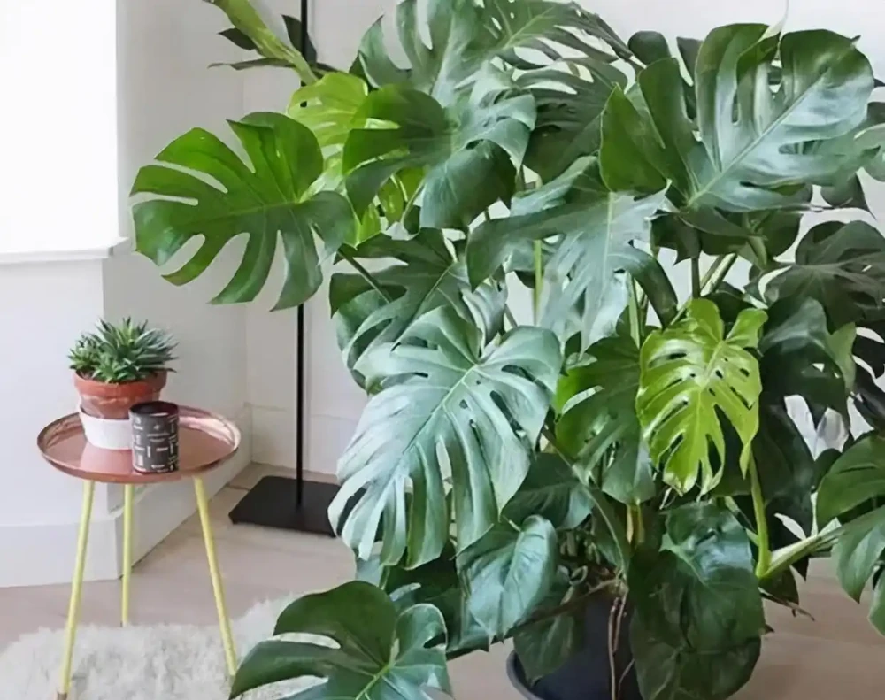 龜背芋有「三怕」，日常養護需避開，冠幅增一倍，養成盆景小老樁