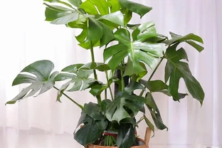 龜背芋有「三怕」，日常養護需避開，冠幅增一倍，養成盆景小老樁