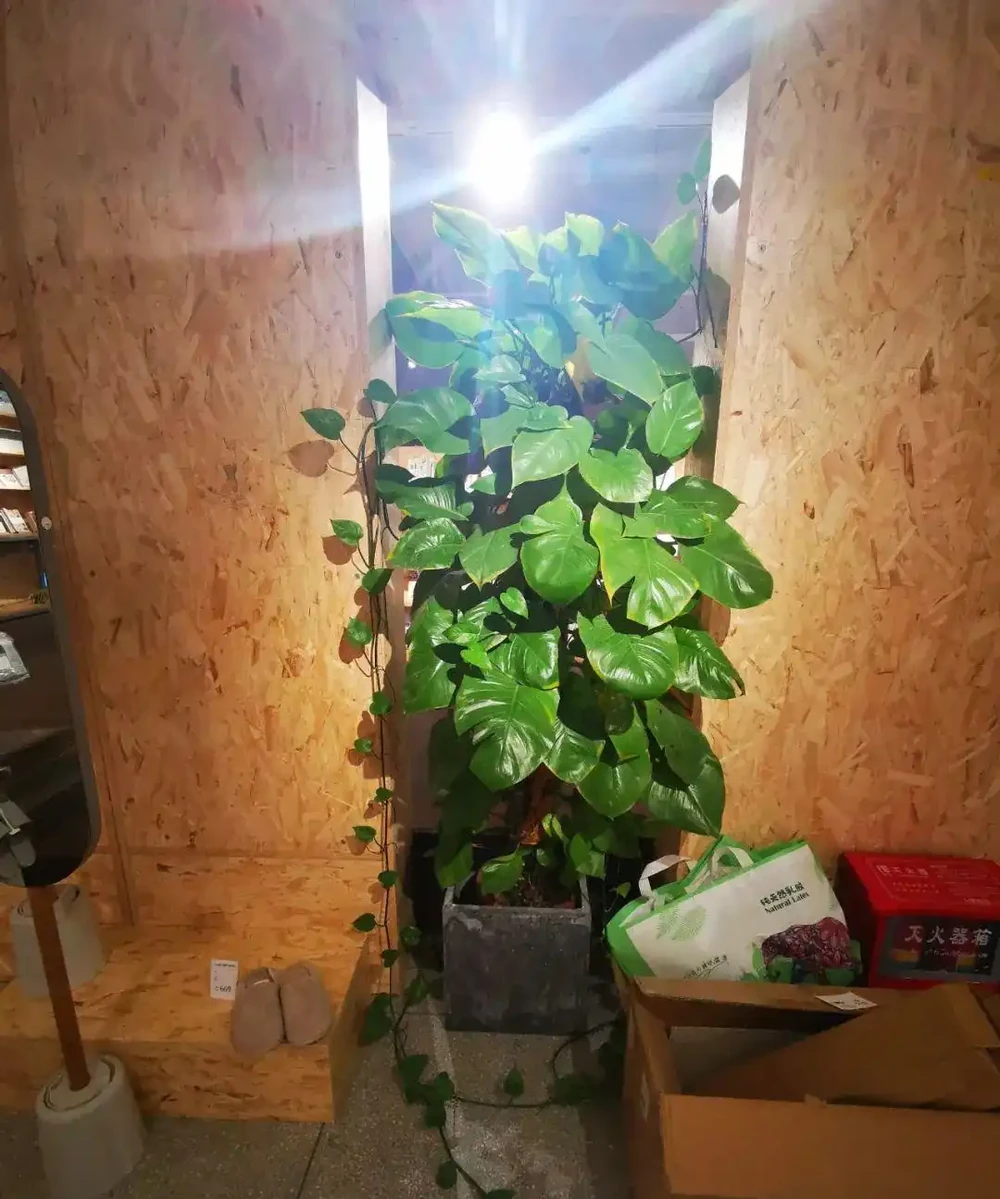 想讓小葉黃金葛變成大葉黃金葛,莖長得更長,這7個養護技巧要掌握好