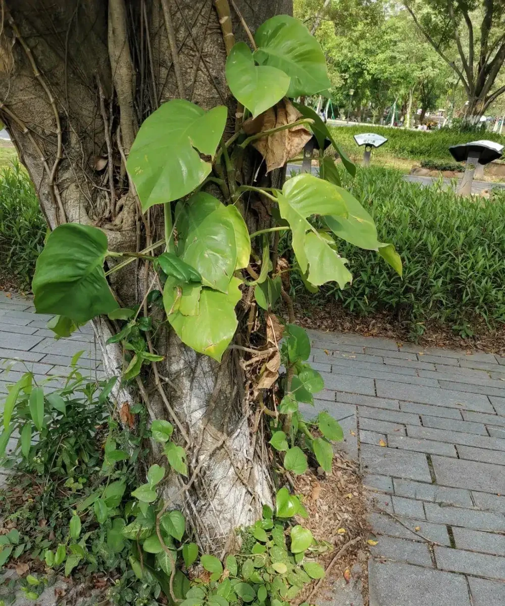 想讓小葉黃金葛變成大葉黃金葛,莖長得更長,這7個養護技巧要掌握好