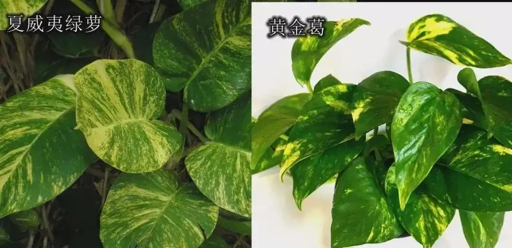 想讓小葉黃金葛變成大葉黃金葛,莖長得更長,這7個養護技巧要掌握好