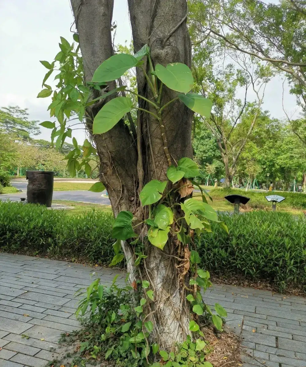 想讓小葉黃金葛變成大葉黃金葛,莖長得更長,這7個養護技巧要掌握好