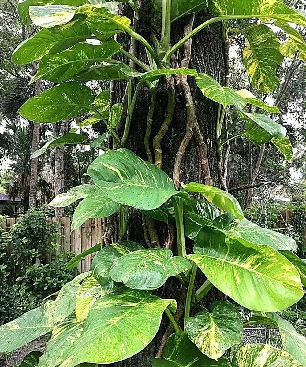 想讓小葉黃金葛變成大葉黃金葛,莖長得更長,這7個養護技巧要掌握好