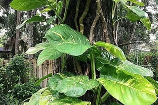 想讓小葉黃金葛變成大葉黃金葛，莖長得更長，這7個養護技巧要掌握好