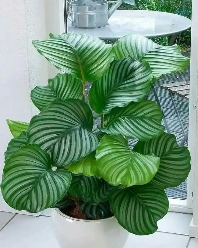 8種葉子長滿白色斑紋的室內觀葉植物,顏值不低,價格不貴