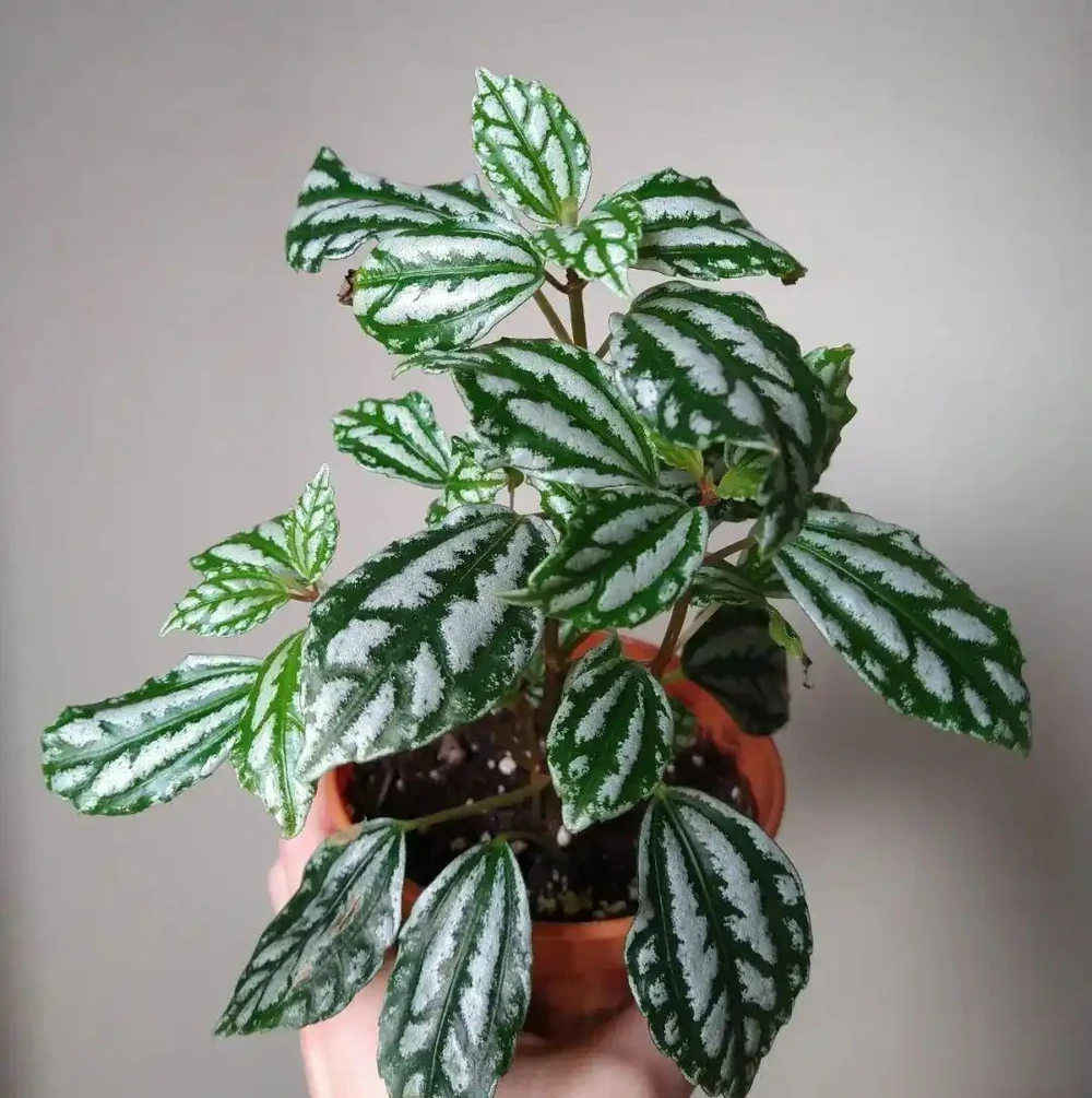 8種葉子長滿白色斑紋的室內觀葉植物,顏值不低,價格不貴