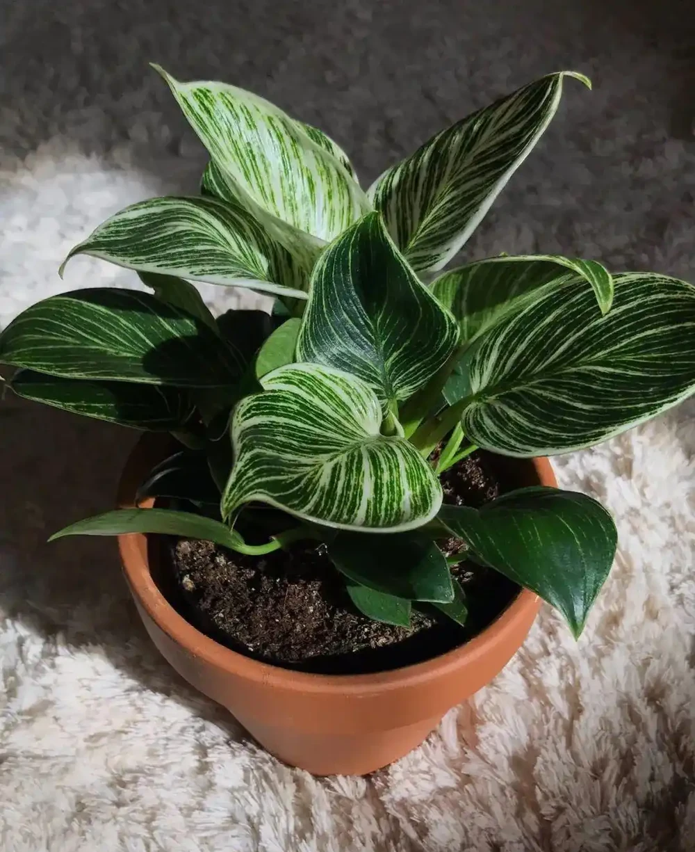 8種葉子長滿白色斑紋的室內觀葉植物,顏值不低,價格不貴