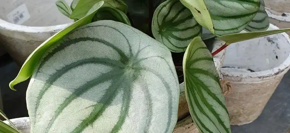 8種葉子長滿白色斑紋的室內觀葉植物,顏值不低,價格不貴