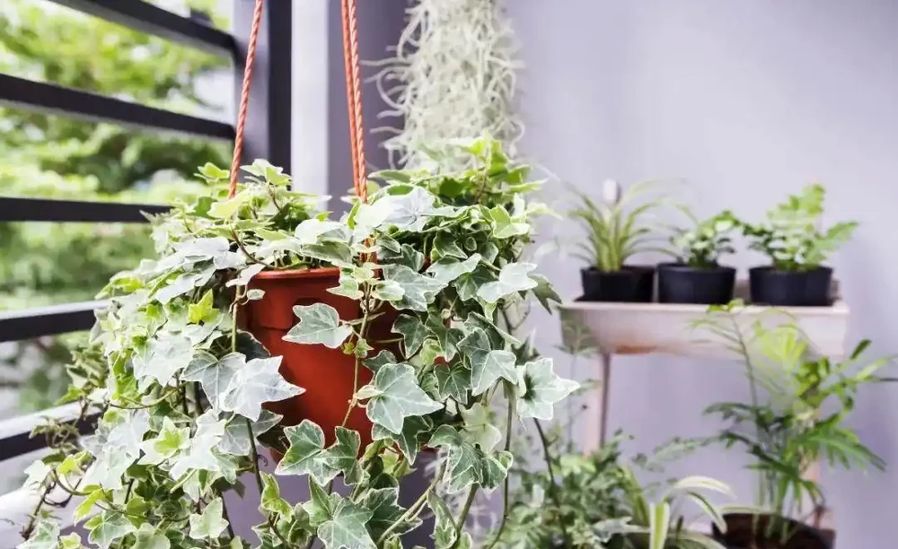 8種葉子長滿白色斑紋的室內觀葉植物,顏值不低,價格不貴