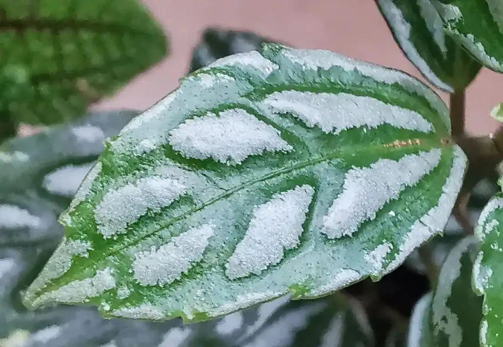 8種葉子長滿白色斑紋的室內觀葉植物,顏值不低,價格不貴
