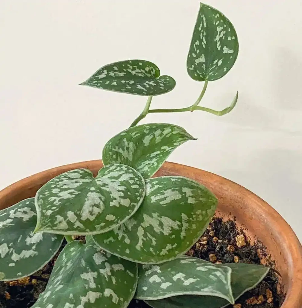8種葉子長滿白色斑紋的室內觀葉植物,顏值不低,價格不貴