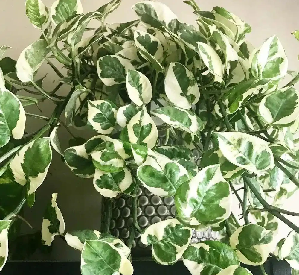 8種葉子長滿白色斑紋的室內觀葉植物,顏值不低,價格不貴