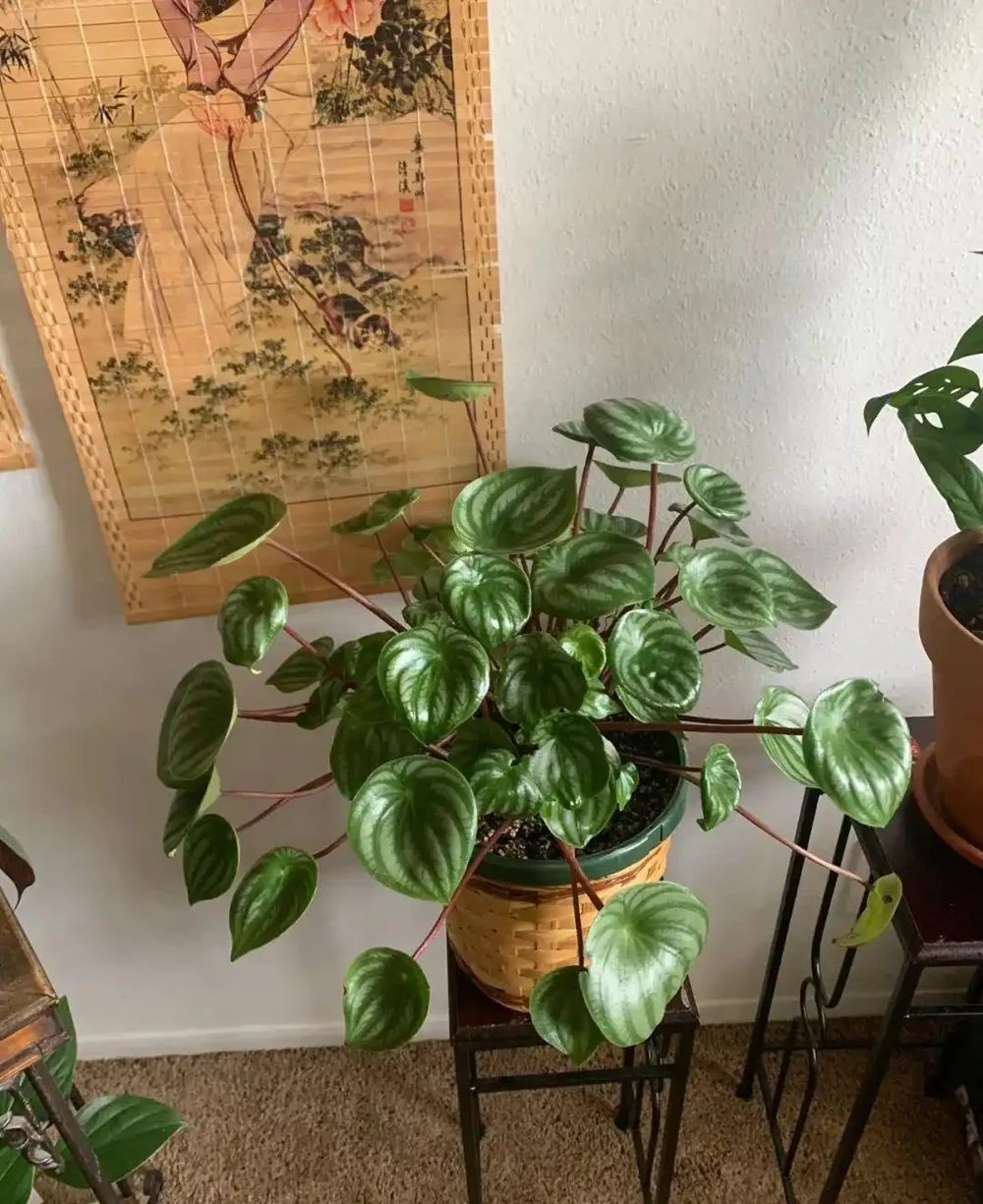 8種葉子長滿白色斑紋的室內觀葉植物,顏值不低,價格不貴