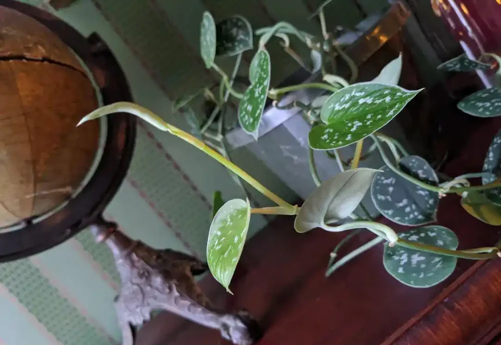 8種葉子長滿白色斑紋的室內觀葉植物,顏值不低,價格不貴