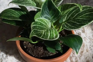 8種葉子長滿白色斑紋的室內觀葉植物，顏值不低，價格不貴