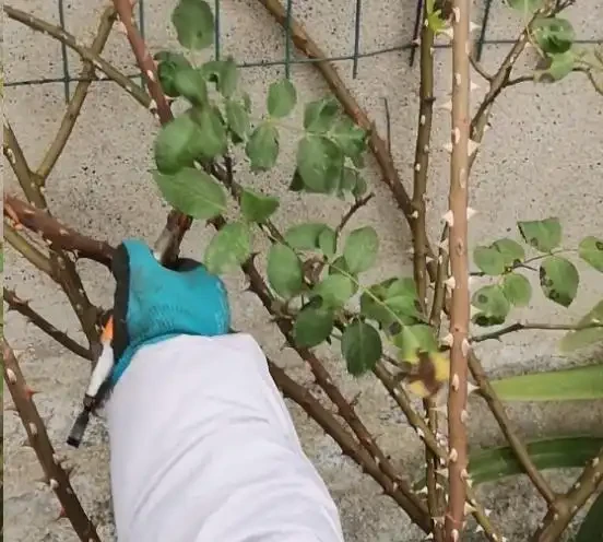 地植藤本玫瑰什麼時候移植容易活？藍妖以親身經驗，給您3點建議