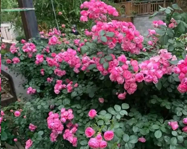 地植藤本玫瑰什麼時候移植容易活？藍妖以親身經驗，給您3點建議