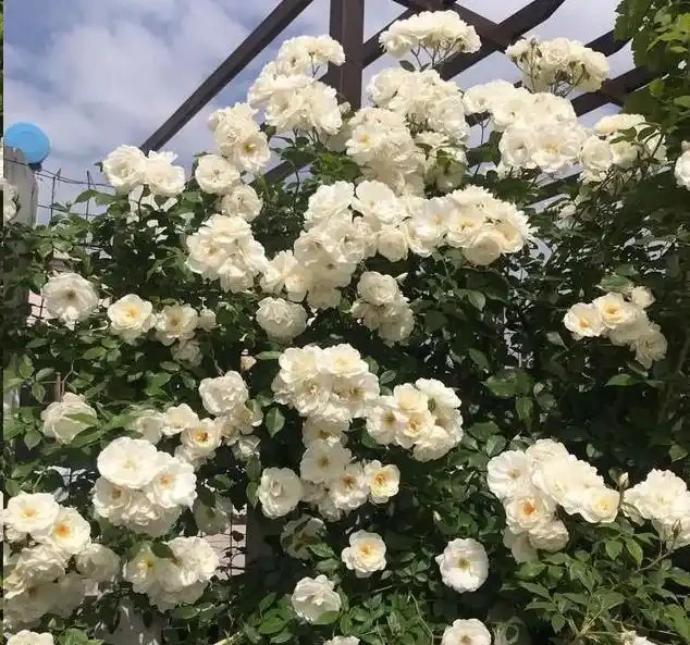 地植藤本玫瑰什麼時候移植容易活？藍妖以親身經驗，給您3點建議