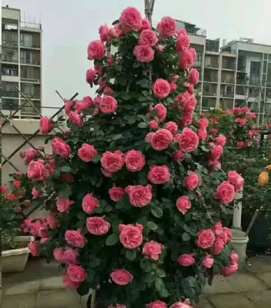 地植藤本玫瑰什麼時候移植容易活？藍妖以親身經驗，給您3點建議