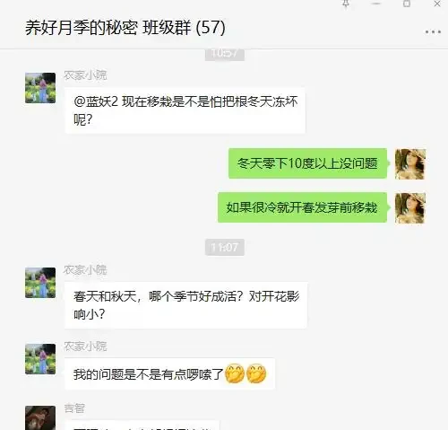 地植藤本玫瑰什麼時候移植容易活？藍妖以親身經驗，給您3點建議
