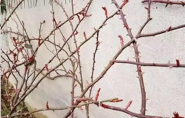 地植藤本玫瑰什麼時候移植容易活？藍妖以親身經驗，給您3點建議