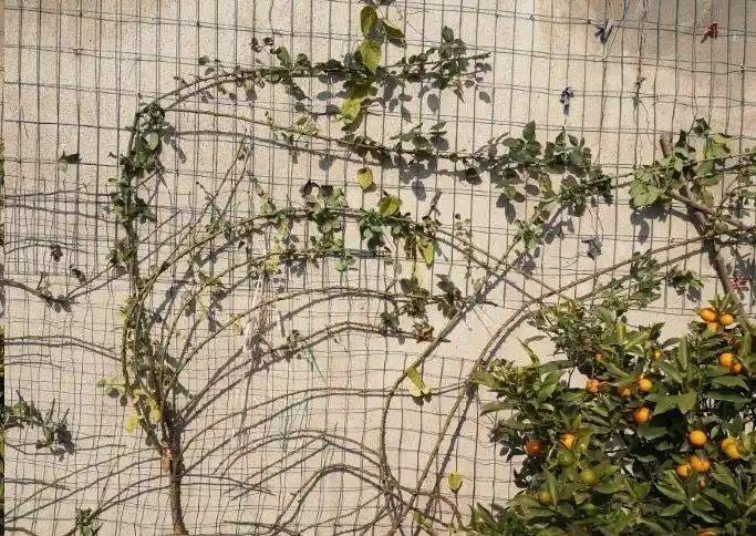 地植藤本玫瑰什麼時候移植容易活？藍妖以親身經驗，給您3點建議
