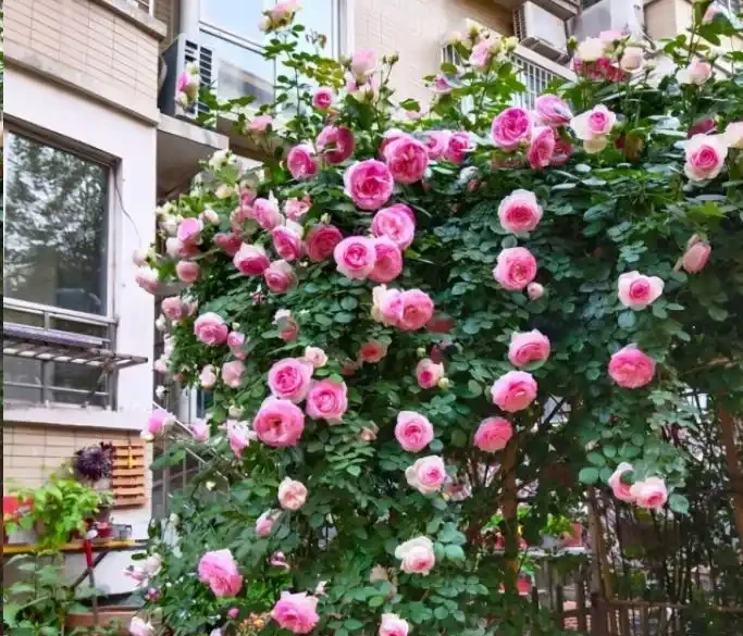地植藤本玫瑰什麼時候移植容易活？藍妖以親身經驗，給您3點建議