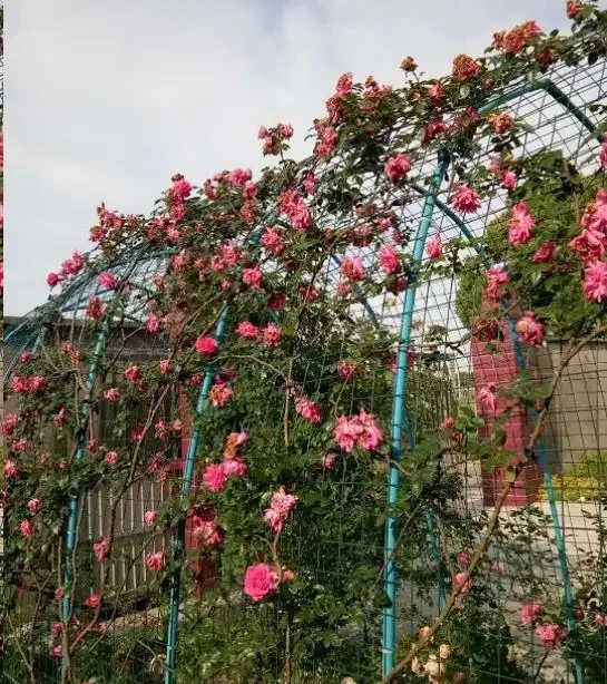 地植藤本玫瑰什麼時候移植容易活？藍妖以親身經驗，給您3點建議