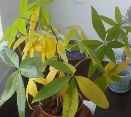 植物黃葉「病」難治,看看這5點,就能保證葉片油綠