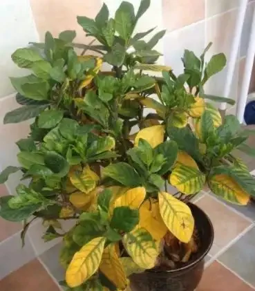 植物黃葉「病」難治,看看這5點,就能保證葉片油綠