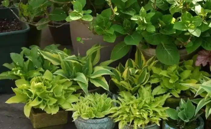 植物黃葉「病」難治,看看這5點,就能保證葉片油綠