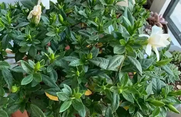 植物黃葉「病」難治,看看這5點,就能保證葉片油綠