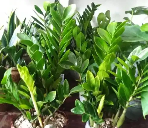 植物黃葉「病」難治,看看這5點,就能保證葉片油綠