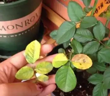植物黃葉「病」難治,看看這5點,就能保證葉片油綠