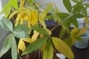 植物黃葉「病」難治，看看這5點，就能保證葉片油綠
