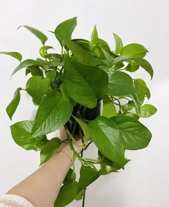 7種常見黃金葛品種，都很適合養在室內，最後一種可暴曬養