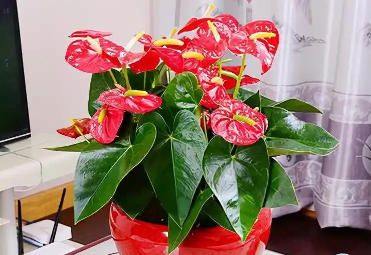 五種「旺宅花」,適合養客廳,一種比一種好養,一個比一個好看