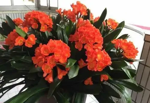 五種「旺宅花」,適合養客廳,一種比一種好養,一個比一個好看